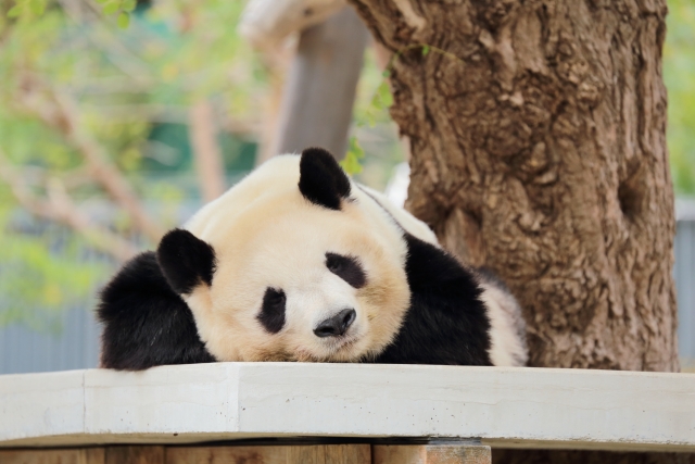上野動物園の割引クーポン情報 無料の入園方法とjafや前売り券のお得チケット 混雑状況 待ち時間 割引情報を配信するブログ