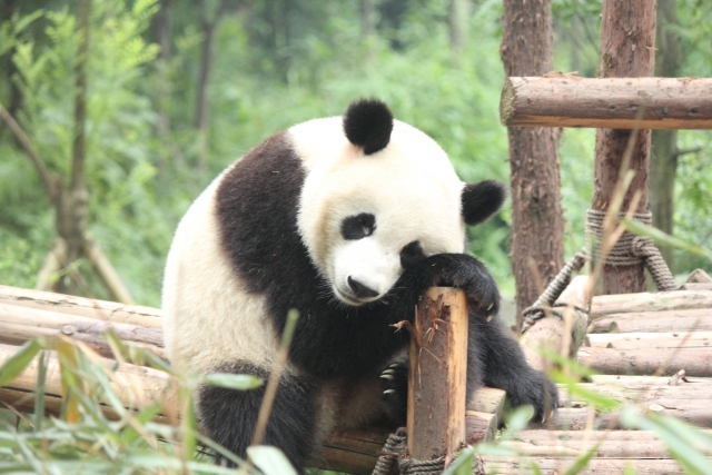 上野動物園の混雑状況やパンダの待ち時間 所要時間と入場者数情報 混雑状況 待ち時間 割引情報を配信するブログ